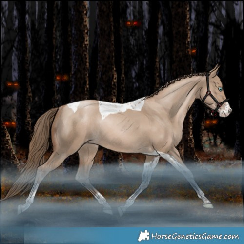 Horse Color:Grullo Pearl Sabino Tobiano Appaloosa Rabicano