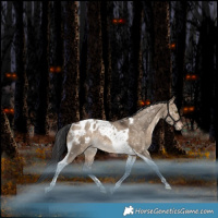 Horse Color:Bay Dun Tobiano Blanket Rabicano