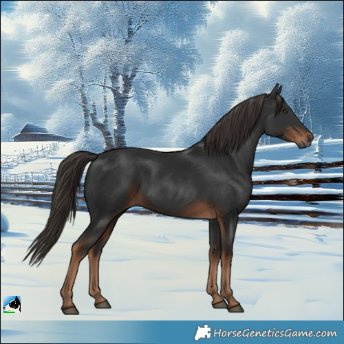 Horse Color:Gray White Spotted Liver Chestnut 