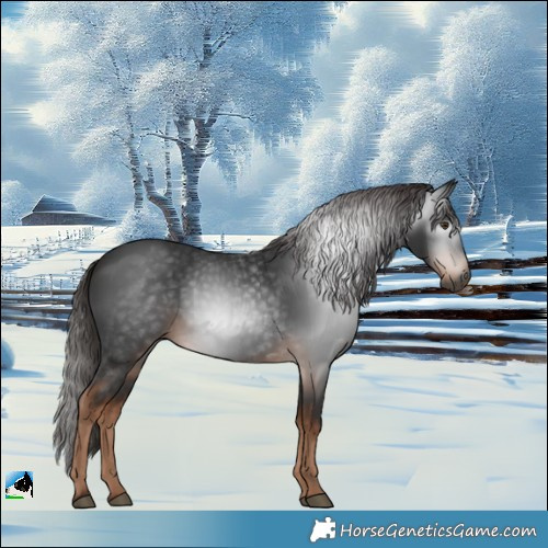 Horse Color:Gray White Spotted Liver Chestnut
