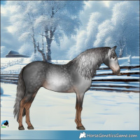 Horse Color:Gray White Spotted Liver Chestnut