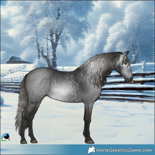 Horse Color:Gray White Spotted Liver Chestnut 