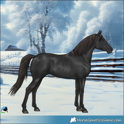 Horse Color:Gray White Spotted Liver Chestnut 