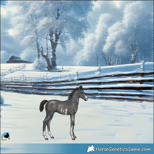 Horse Color:Black Sabino Rabicano 