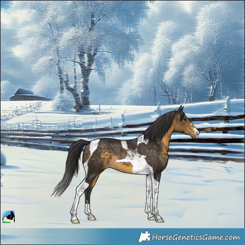 Horse Color:Buckskin Tobiano Rabicano 