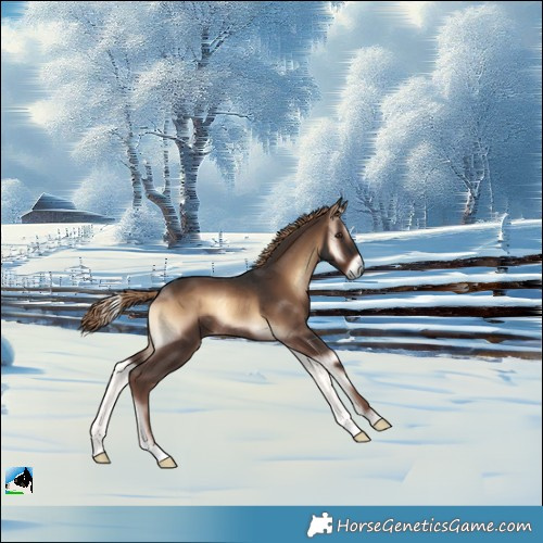 Horse Color:Liver Red Onyx Rabicano 