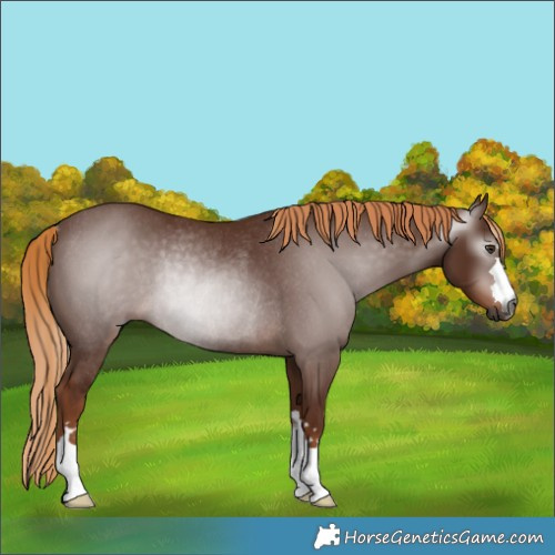 Horse Color:Gray Chestnut Rabicano 