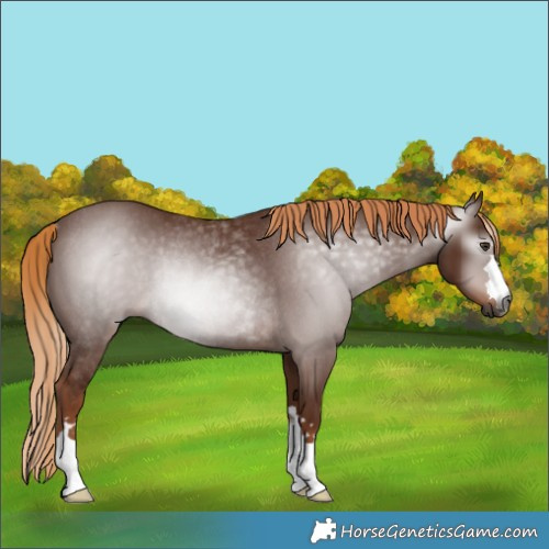 Horse Color:Gray Chestnut Rabicano 