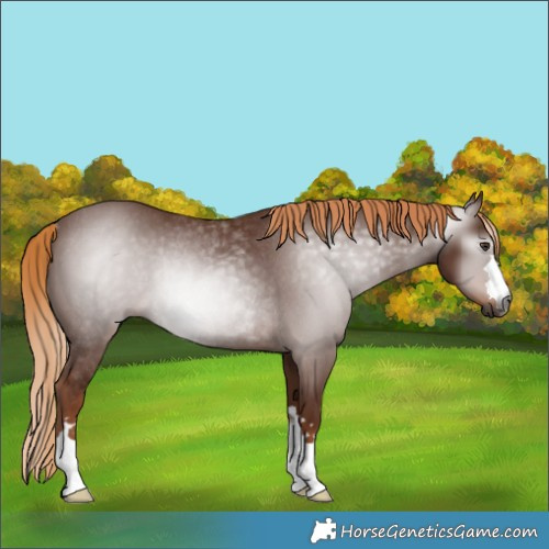 Horse Color:Gray Chestnut Rabicano 