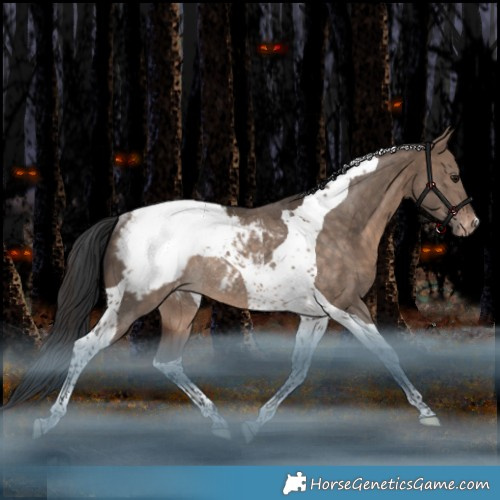 Horse Color:Bay Dun Tobiano Appaloosa Rabicano 