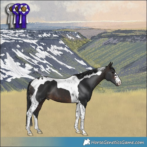 Horse Color:Brown Tobiano 