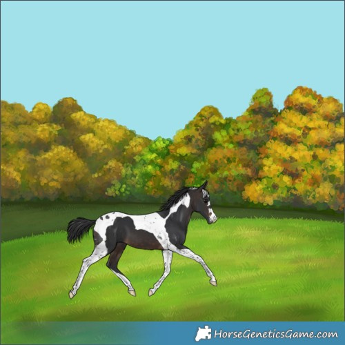 Horse Color:Brown Tobiano