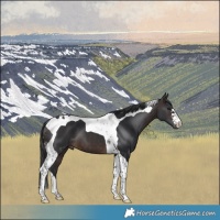 Horse Color:Brown Tobiano