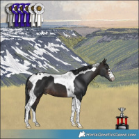 Horse Color:Brown Tobiano