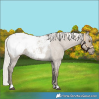 Horse Color:Silver Smoky Grullo Roan Snowcap 