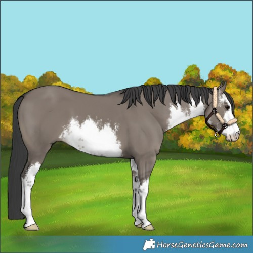 Horse Color:White Spotted Grullo