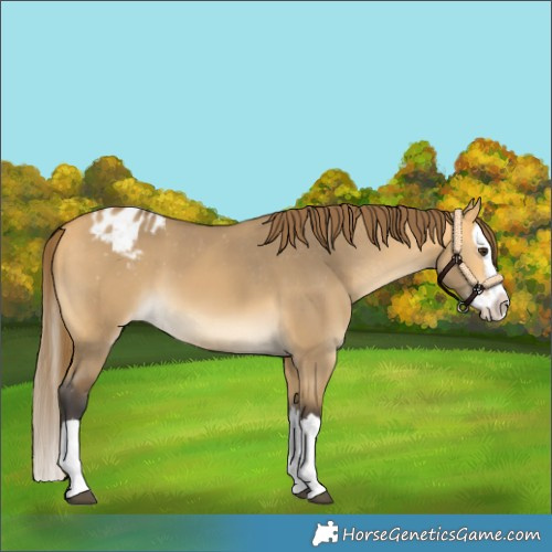 Horse Color:Buckskin Dun Splash Varnish 