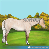 Horse Color:Silver Bay Roan Dun 