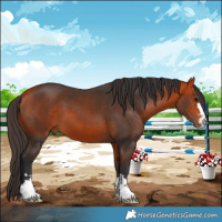 Horse Color:Bay 
