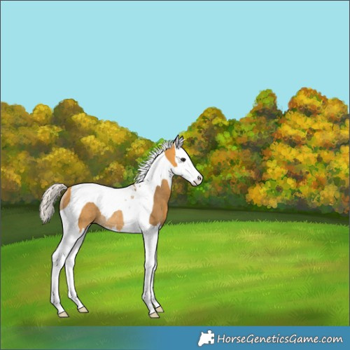 Horse Color:Silver Buckskin Splash Tobiano Rabicano