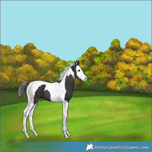 Horse Color:Smoky Black Splash Tobiano