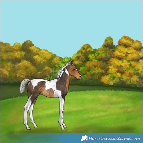 Horse Color:Silver Buckskin Tobiano Rabicano