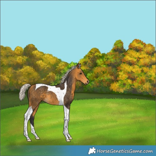 Horse Color:Silver Buckskin Tobiano 