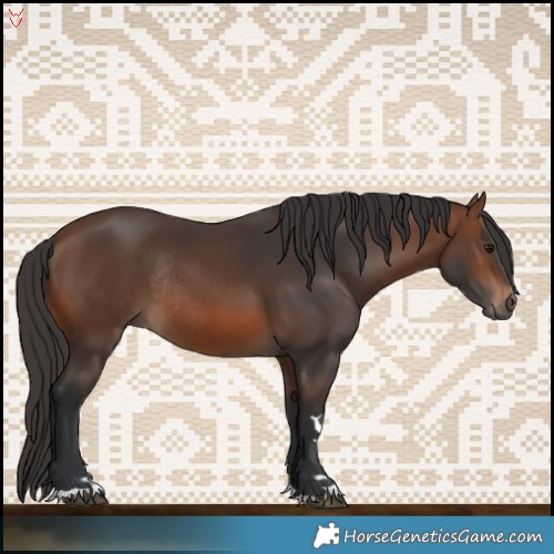 Horse Color:Brown Rabicano