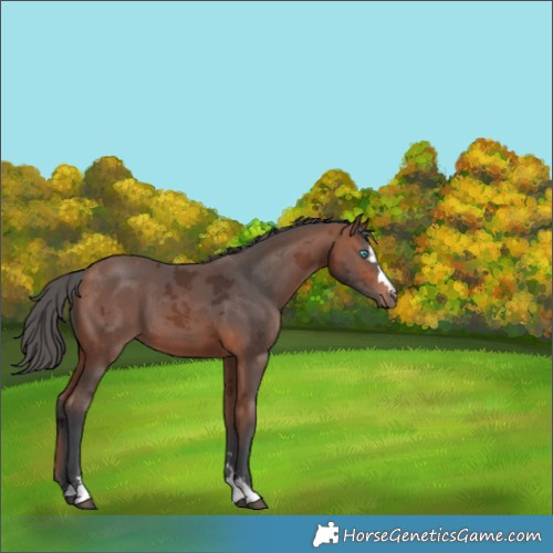 Horse Color:Bay Merle