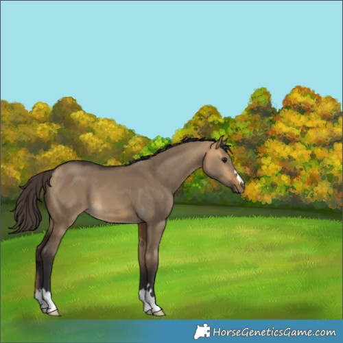 Horse Color:Buckskin Dun