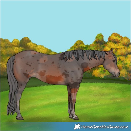 Horse Color:Brown Merle Rabicano 