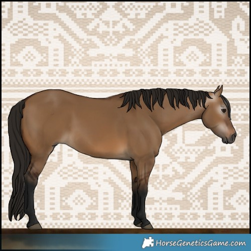 Horse Color:Gray Bay Dun Rabicano 
