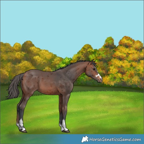 Horse Color:Bay Merle 