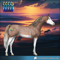 Horse Color:Red Roan Splash Rabicano