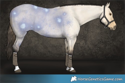 Horse Color:Buckskin Roan Dun Tobiano