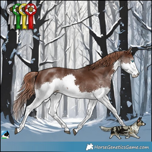 Horse Color:Liver Chestnut Splash Rabicano 