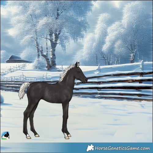 Horse Color:Liver Chestnut Mushroom Rabicano