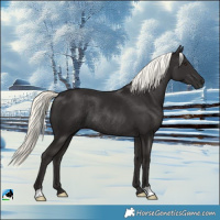 Horse Color:Liver Chestnut Mushroom Rabicano