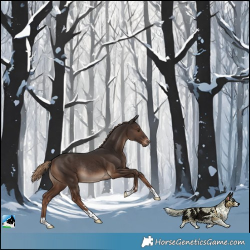 Horse Color:Liver Chestnut Rabicano