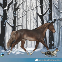 Horse Color:Liver Chestnut Rabicano