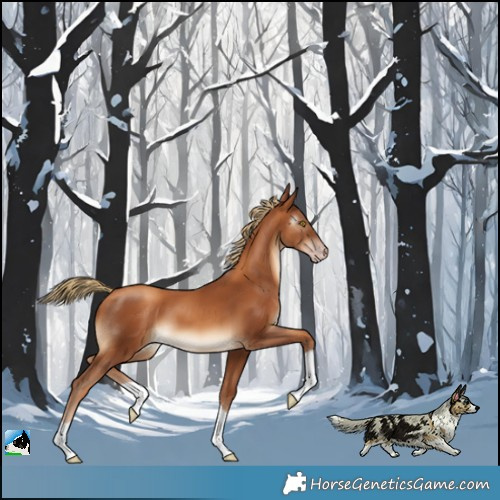 Horse Color:Gray Gold Champagne 