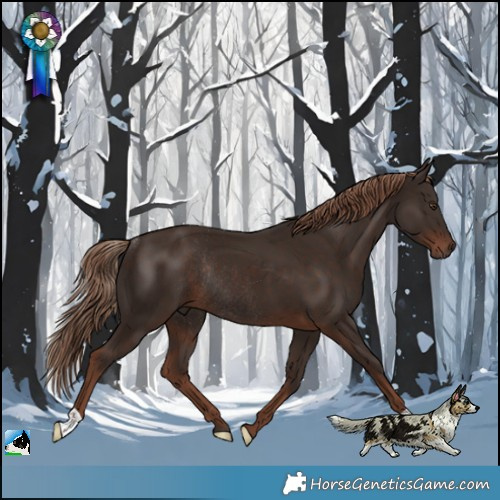 Horse Color:Liver Chestnut Rabicano 