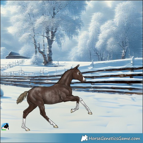 Horse Color:Gray Chestnut Rabicano 
