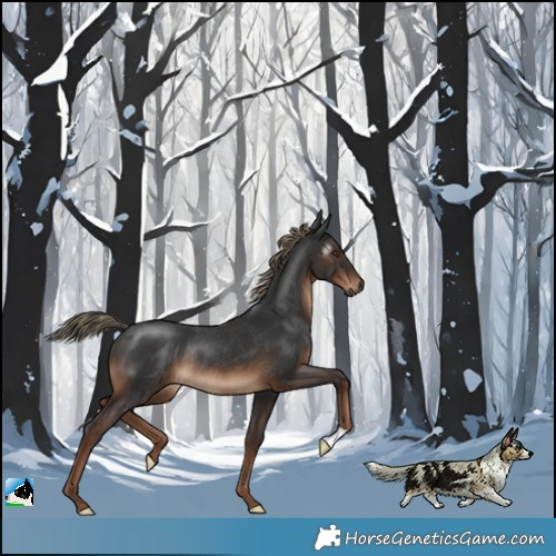 Horse Color:Gray Liver Chestnut Mushroom Rabicano 