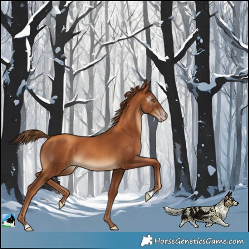 Horse Color:Gray Gold Champagne 