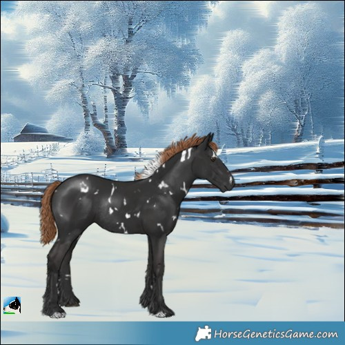 Horse Color:White Spotted Liver Chestnut Rabicano 