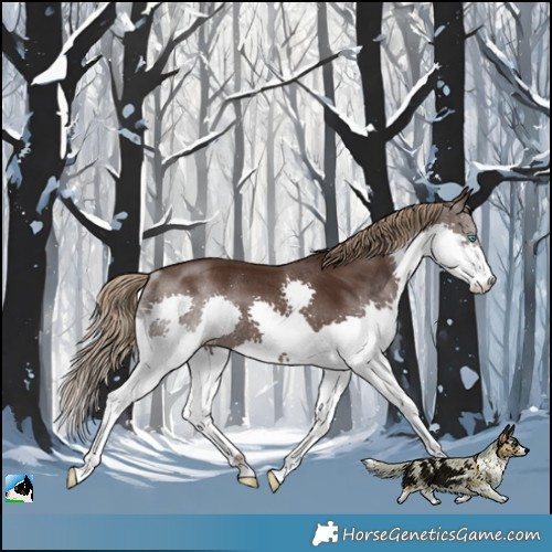 Horse Color:Liver Chestnut Splash Rabicano