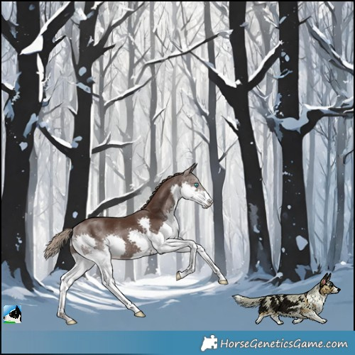 Horse Color:Liver Chestnut Splash Rabicano 