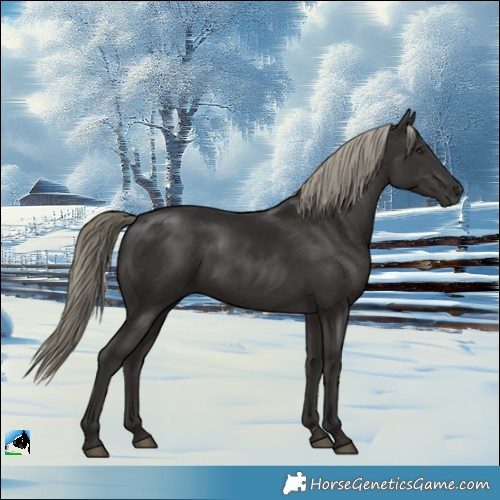 Horse Color:Liver Chestnut Mushroom Rabicano 
