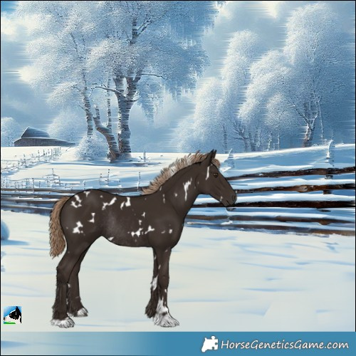 Horse Color:White Spotted Liver Chestnut Rabicano 